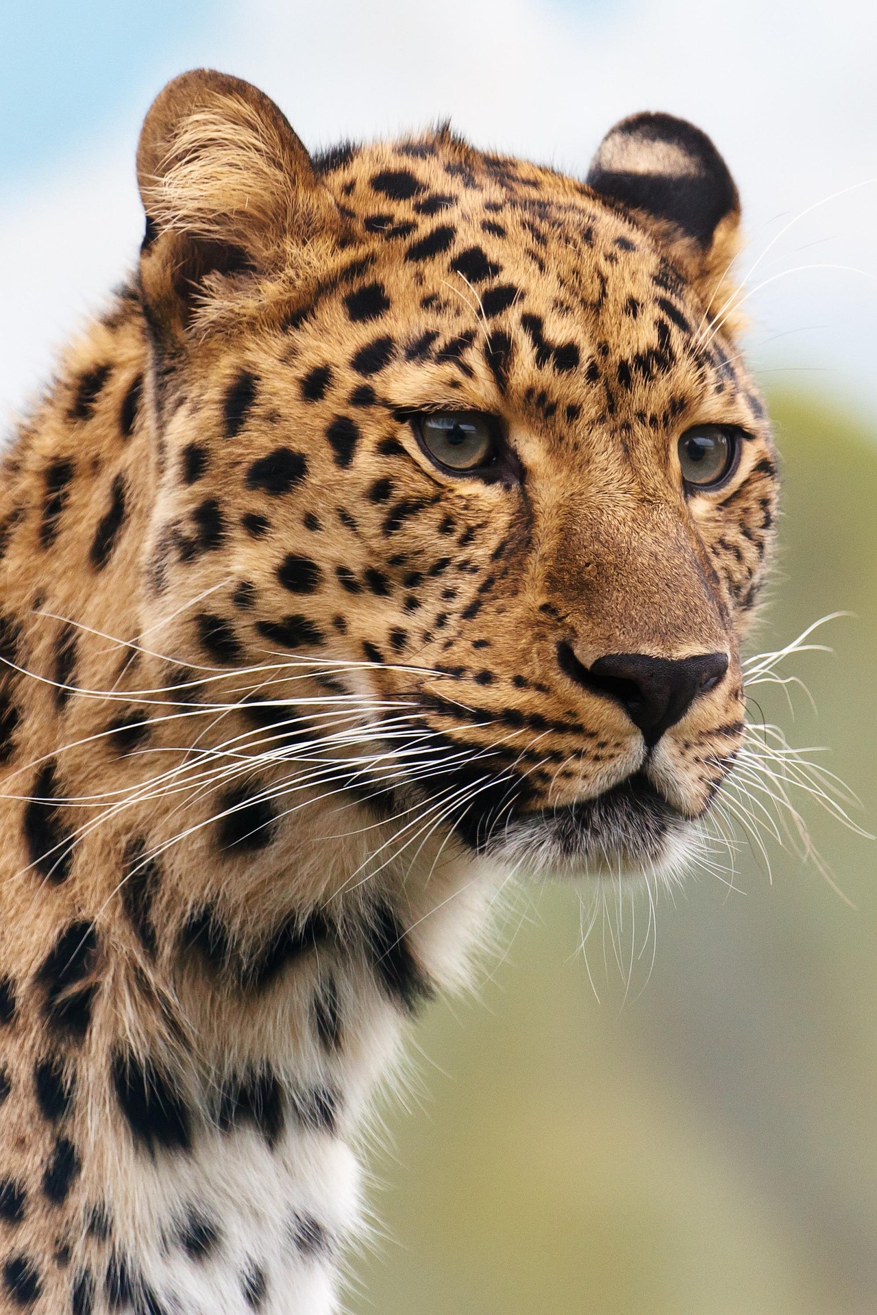 Cheetahs: Nature’s Fastest Sprinters