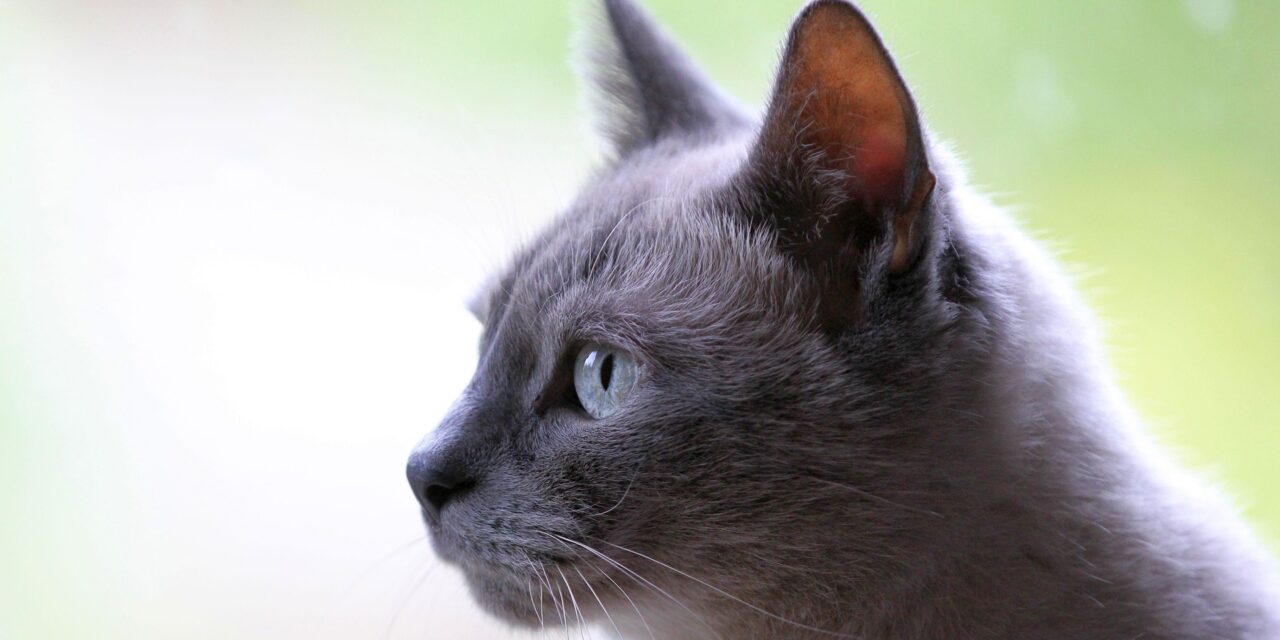 Cats: The Purring Companions of Our Lives