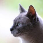 Cats: The Purring Companions of Our Lives