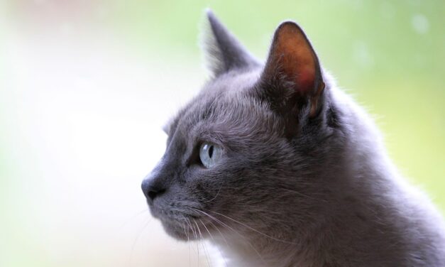 Cats: The Purring Companions of Our Lives