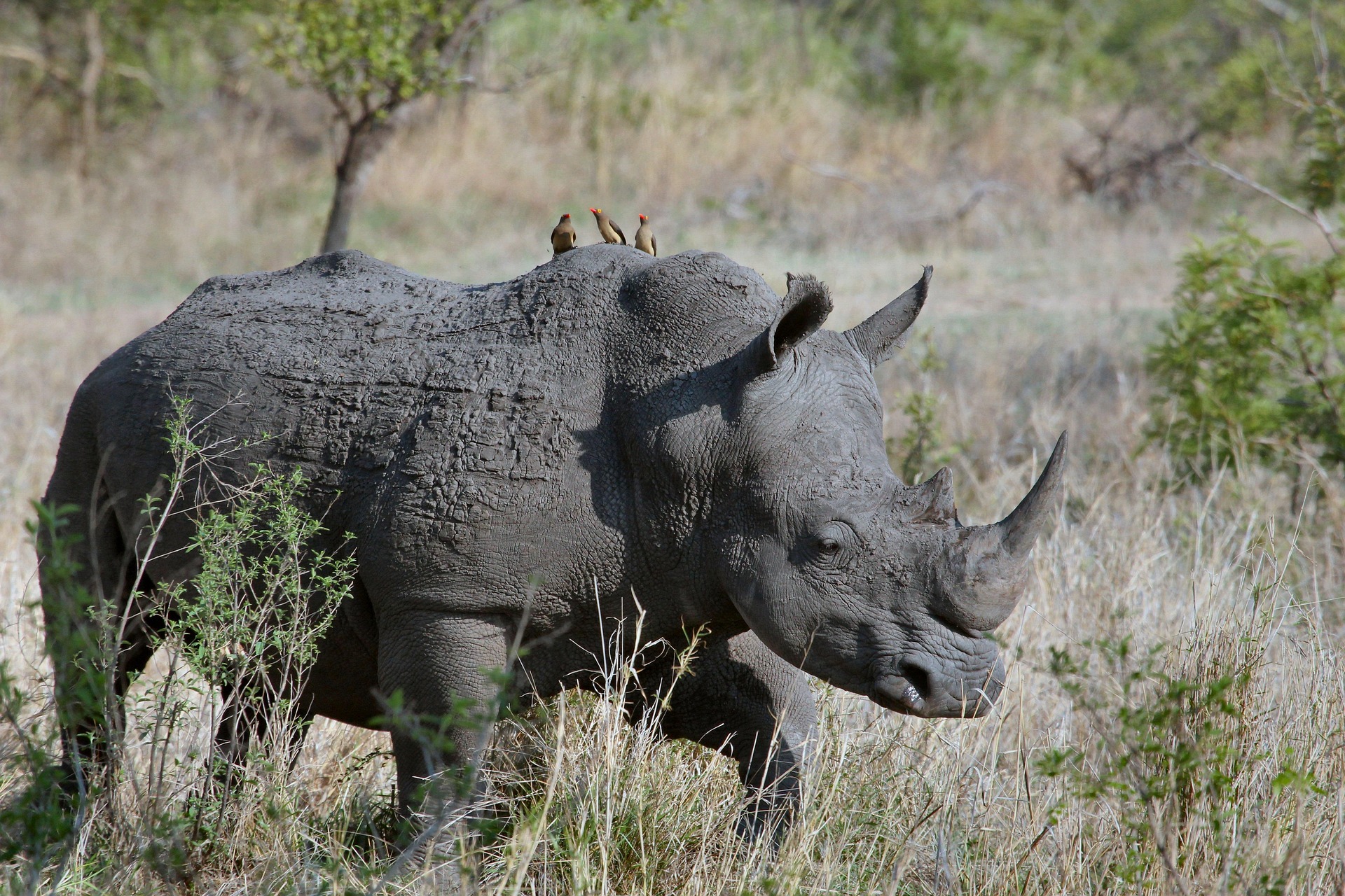 Rhinoceros: The Ancient Giants of the Wild